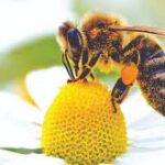 Jeste li znali ove podatke o pčelama